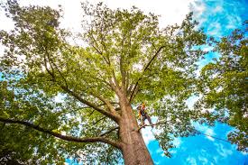 Best Hazardous Tree Removal  in Linwood, PA