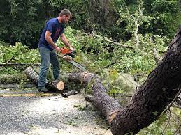 Best Palm Tree Trimming  in Linwood, PA
