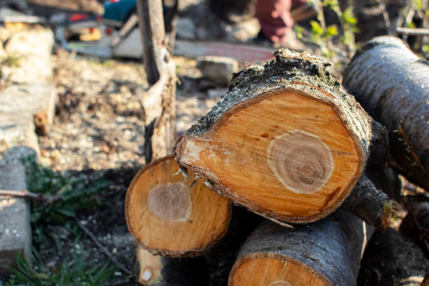 Best Tree Disease Treatment  in Linwood, PA