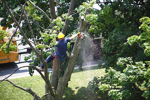 How Our Tree Care Process Works  in  Linwood, PA