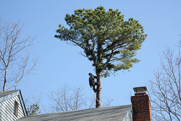 Reliable Linwood, PA Tree Care Solutions